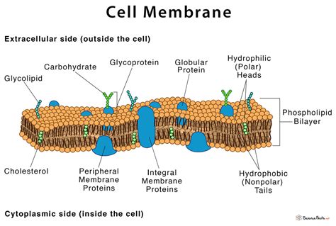 cell membrane synonym